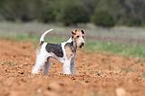 FOX TERRIER 286